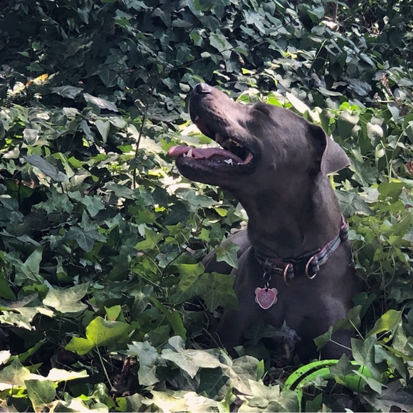 Meet your Posher, Daisy the Fairy - Picture 3 of 6